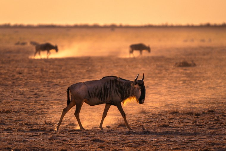 124 Amboseli Nationaal Park.jpg